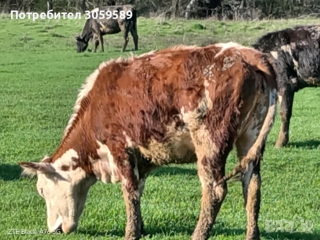 Юници крави телета бикове