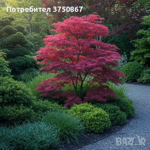 🌿💞🌱 Японски клен ‘Atropurpureum’ (Acer palmatum Atropurpureum), снимка 3 - Градински цветя и растения - 54261832