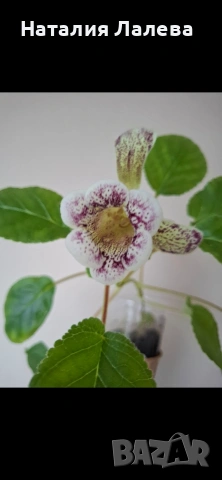 Синингия, Sinningia HCY'S FREEZING RAIN