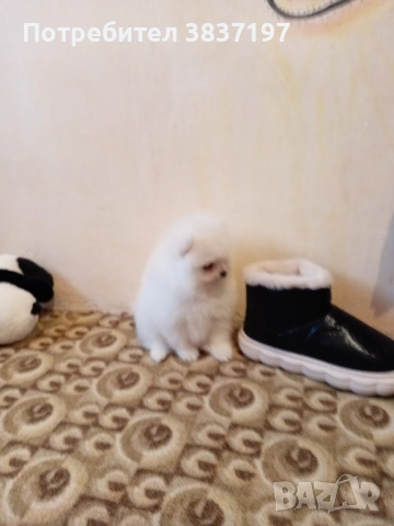 3 мъжки и 1 женско, снимка 6 - Померан - 52996319