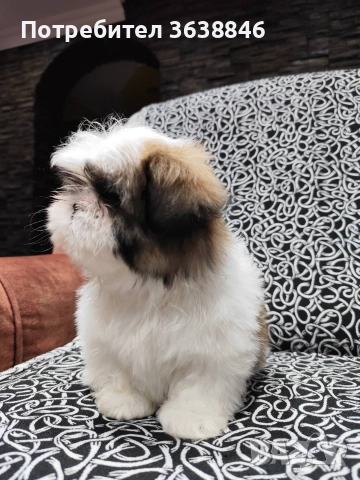 Ши тцу, снимка 2 - Ши Тцу - 52864498