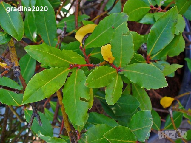 Дафинов лист, снимка 2 - Стайни растения - 27515072
