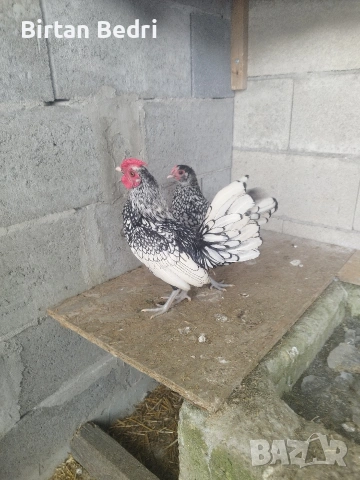 продавам яйца от зибрайт, снимка 2 - Кокошки и пуйки - 53128824