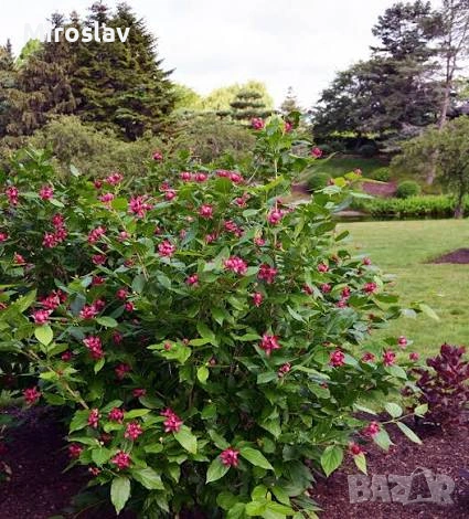 Каликантус, снимка 6 - Градински цветя и растения - 54041573