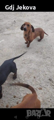 Дакел , снимка 4 - Дакели - 54287312