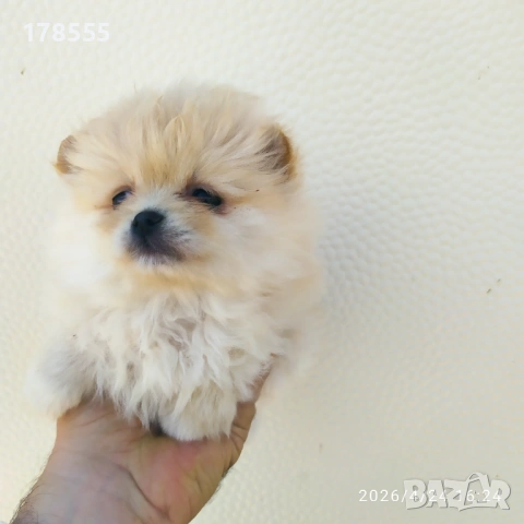 Мини Померани!!!