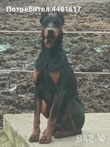 Доберманчета, снимка 6 - Доберман - 52296777