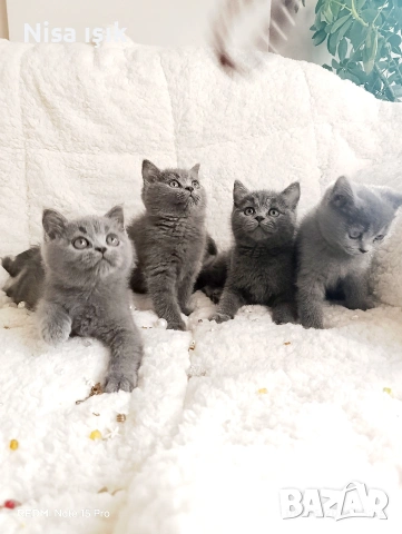 последни 2 момиченце и момченце не са красиви те са уникални в Хасково сме