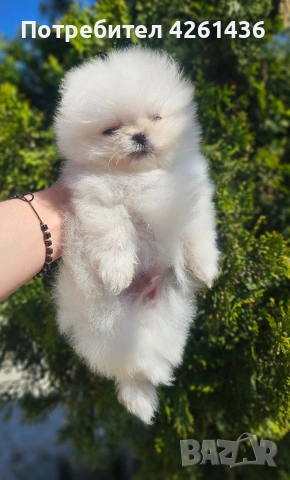 Померан , снимка 3 - Померан - 54318343