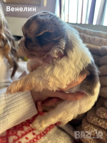 Йорки бивър Изгодно! , снимка 5 - Йоркширски териер - 52531398