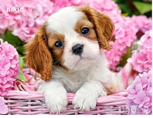 5D гоблен Сладко кученце диамантен гоблен картина мозайка за направа по схема с камъчета