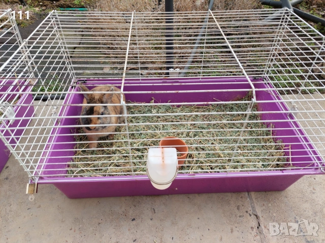 Мини Рекс мъжки и женски , снимка 3 - Други - 54190826