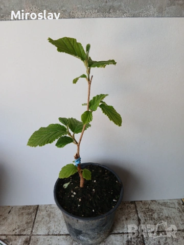 Вещерско дърво-(Магически лешник ), снимка 11 - Градински цветя и растения - 54305629