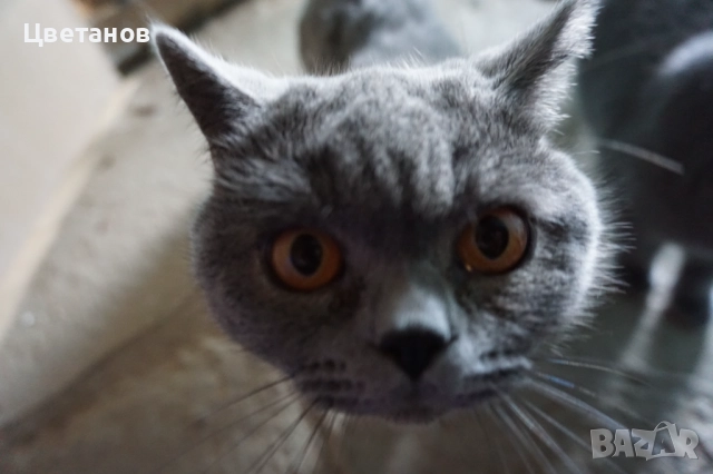 Британска късокосместа