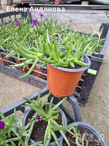 Делосперми, снимка 2 - Разсади - 52356254