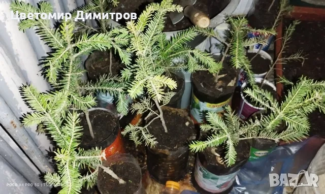 Бял бор, Елха(Ела, Обикновена ела, Бяла ела), снимка 2 - Разсади - 50160668