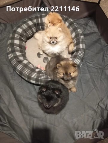 померанчета, снимка 8 - Померан - 53952195