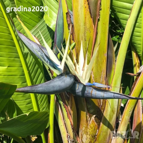 Стрелиция Николай (Strelitzia nicolai), снимка 7 - Разсади - 52907808