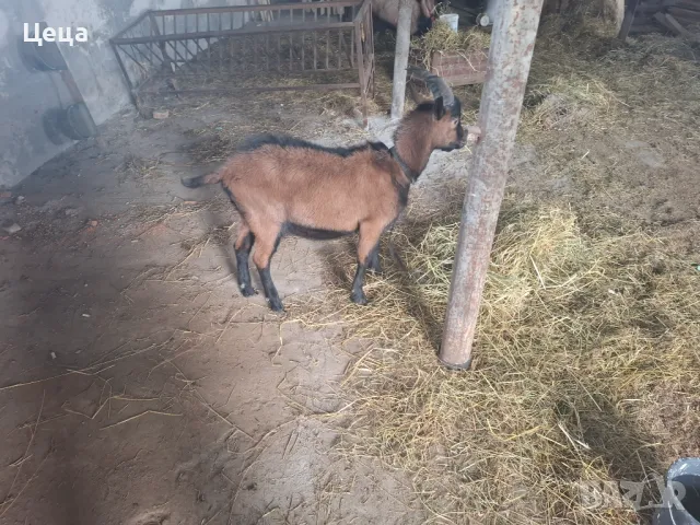 Френски алпин мъжки ярета