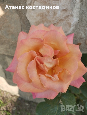 Рози различни цветове, снимка 4 - Градински цветя и растения - 54234394