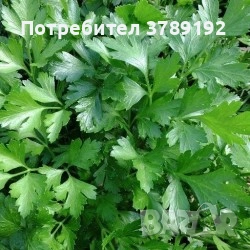 Разнос на Търговия, снимка 7 - Други услуги - 54059721