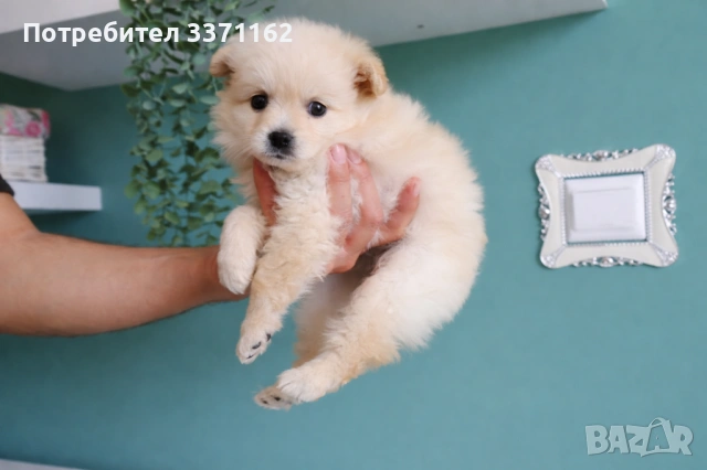 Померански шпиц 