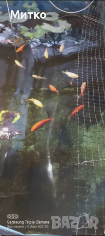 Кои,таранка златни риби, снимка 5 - Рибки - 50603412