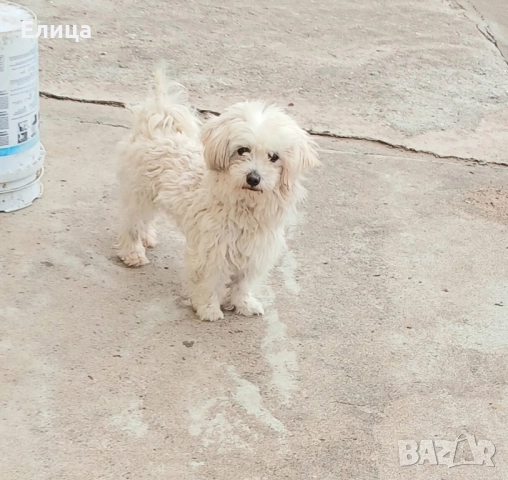 малтийска болонка, снимка 3 - Болонка - 52476796