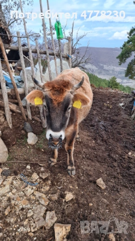 Kravi za prodan, снимка 3 - Крави - 53988176