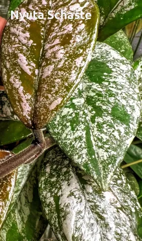 ⁦Hoya carnosa stardust flower⁩, снимка 1