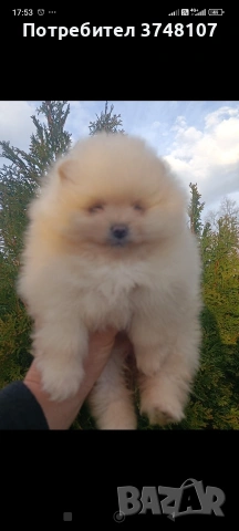 Померан/Померани , снимка 4 - Померан - 53999282