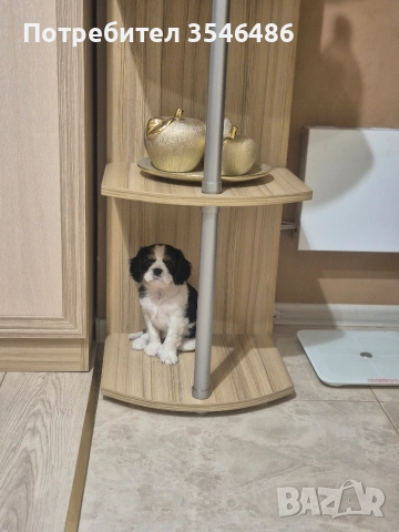 Кавалер кинг чарлз шпаньол , снимка 3 - Кавалер кинг чарлз шпаньол - 52821581