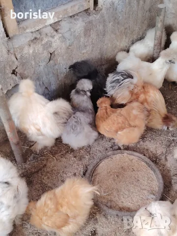Продавам яйца за лупене. , снимка 2 - други­ - 56061732