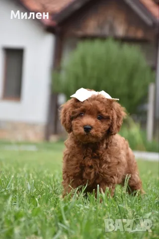 Той пудел Toy poodle, снимка 15 - Пудели - 55006000