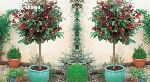 Комплект 2бр Фотиния дърво , снимка 3 - Градински цветя и растения - 53060096