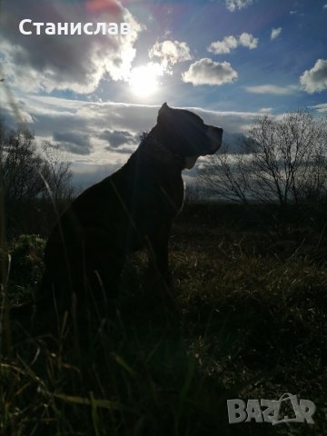 Тигров питбул за разплод ... , снимка 7 - Питбул - 31691648