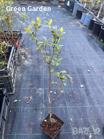 Висока американска боровинка 