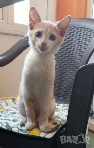 Подарява се котенце