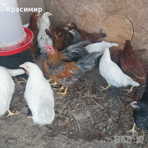 Ярки и петлета (селски)