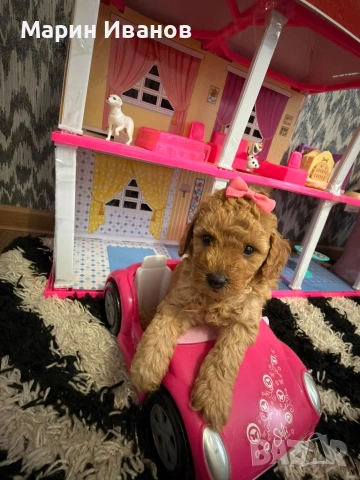 Мини пудел, момиче 