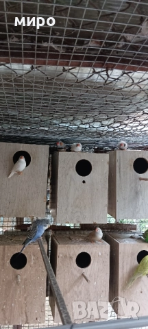 Зеброви Амадини !, снимка 2 - Амадини - 51553461