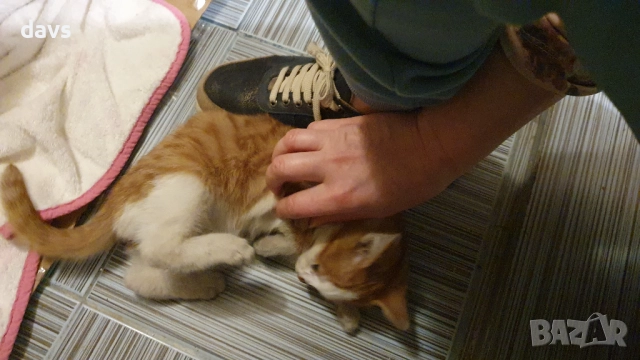 Намерено - Рижаво мъниче спешно търси дом, снимка 9 - Изгубени/намерени - 52807597