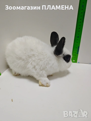 Мини зайчета джуджета , снимка 11 - Декоративни зайчета - 52481352