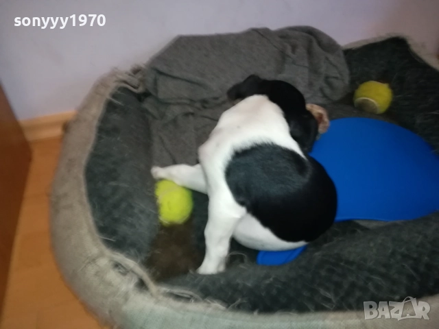 ДЖАК РЪСЕЛ 1011250842, снимка 8 - Джак ръсел териер - 52358129