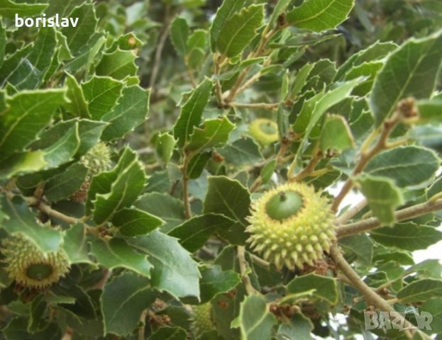 Билка Пърнар(лекува бъбречни заболявания, камъни в бъбреците, инфекции и бактерии в урината), снимка 2 - Градински цветя и растения - 21320916