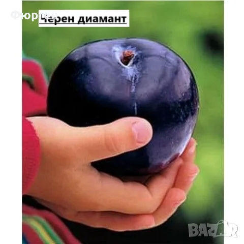 Слива - Черен диамант (Блек Даймънд), снимка 2 - Разсади - 56262316