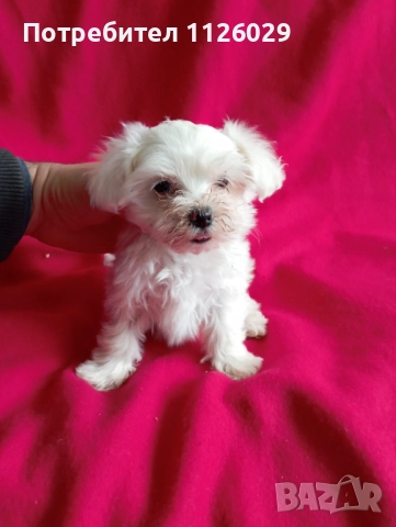 Малтезер момиче на 2 месеца 