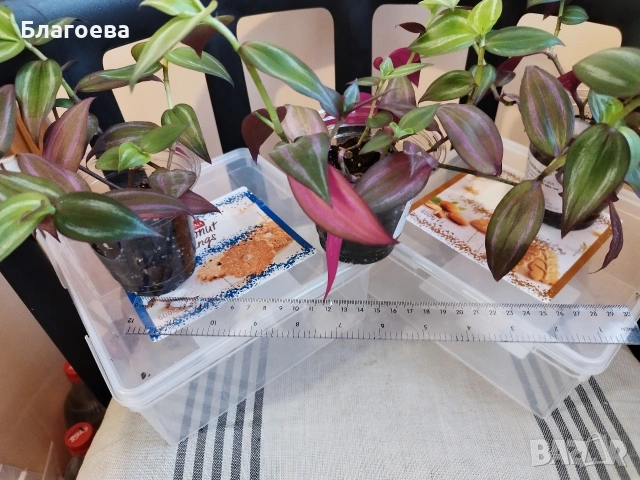Традесканция 3 бр за 4 €, снимка 2 - Стайни растения - 52027182