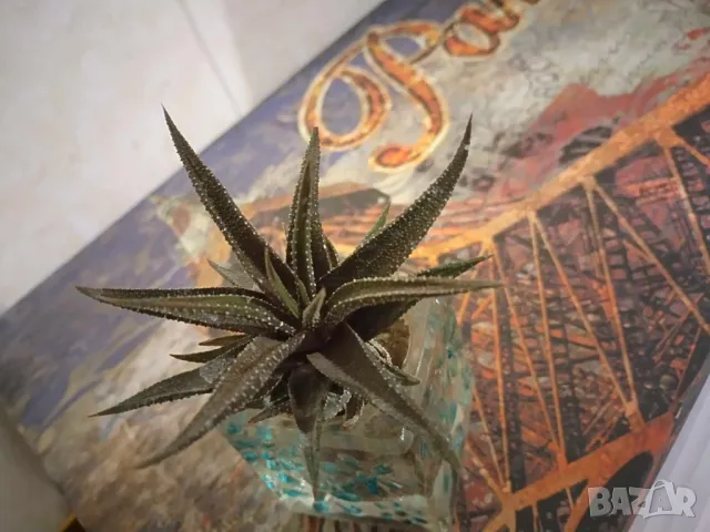 екзотично растение, снимка 2 - Стайни растения - 48481937