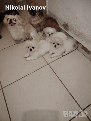 Пекинезчета бели мъжки на 2 месец, снимка 7 - Пекинез - 53939562